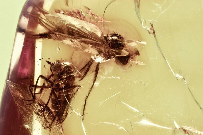 Two Fossil Dagger Flies (Empididae) In Baltic Amber #328202